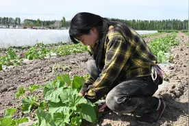 阿合其农场小拱棚甜瓜长势喜人 6月将“甜蜜”上市图片