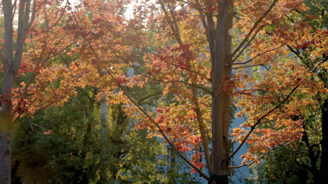 别眨眼！罗店马路秋色，一街一帧画正在限时上映