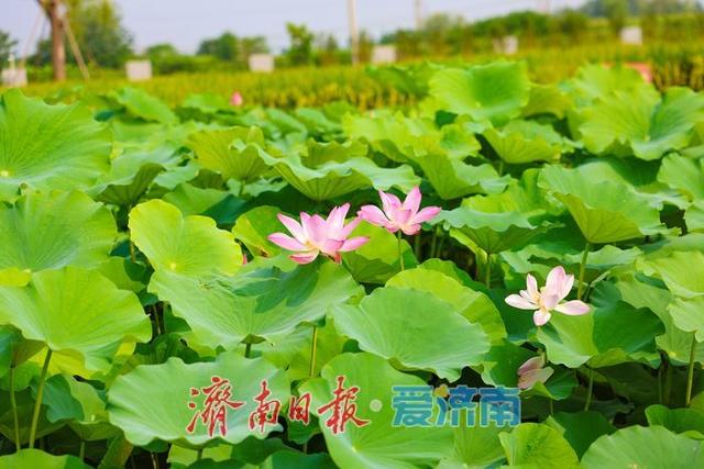 一年四季 泉在济南丨稻风荷语 绿意诗行
