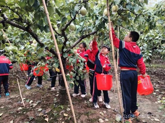 梨香书院：一棵“文化梨树”如何结出惠民万果