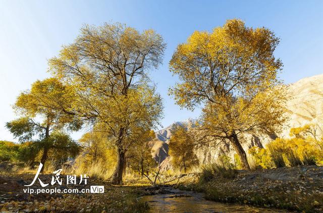 甘肃肃南：祁连山国家公园层林尽染