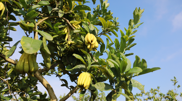 乌蒙本草·酒城品健 | 带你认识“酒城九味”之佛手