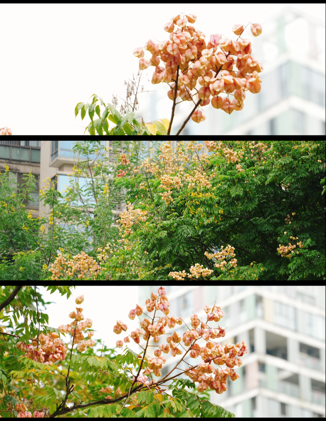 龙华，花海“大爆发”