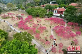 福州国家森林公园桃花盛开引游人图片