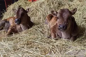 首次成功克隆！世界屋脊濒危牛在我国诞生图片