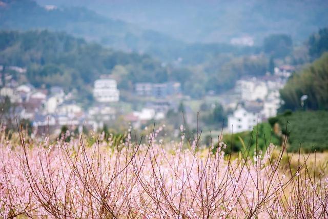 晚潮｜封金山：恰逢一处记忆中的世外桃源