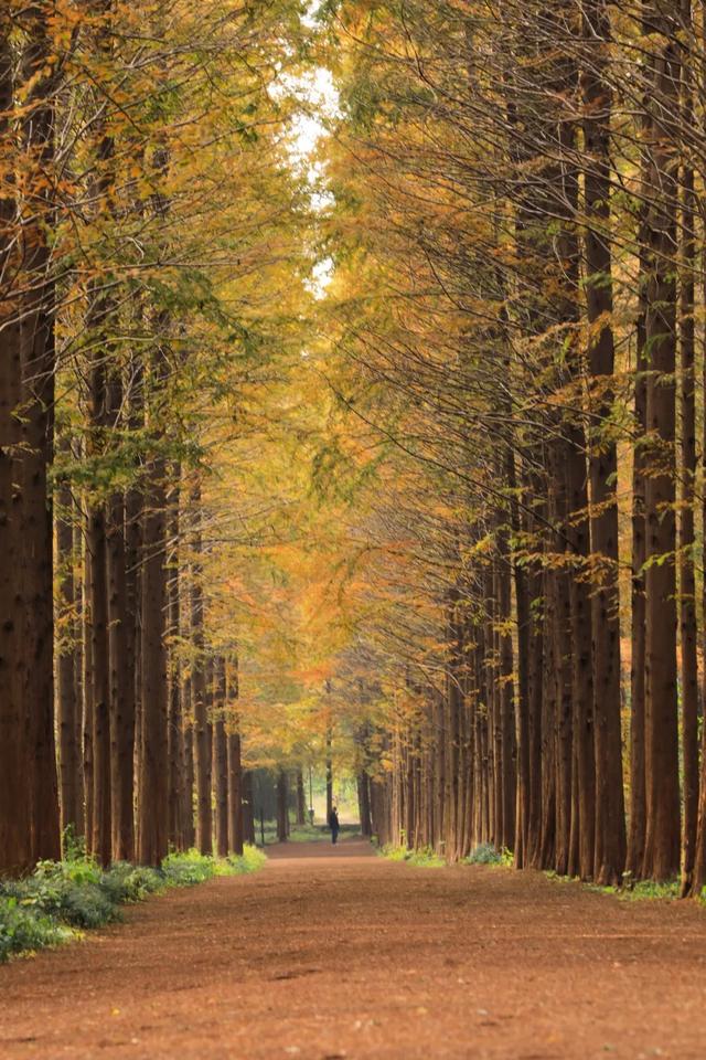 日照人的嘴是真严啊！这里都美成啥了！