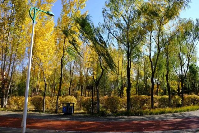 美到犯规！青城的秋，从不偏心南北