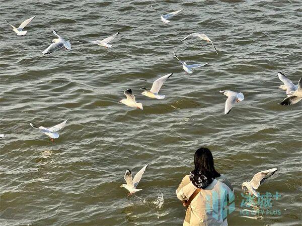群鸥竞舞松花江 秋日暖阳绘美景