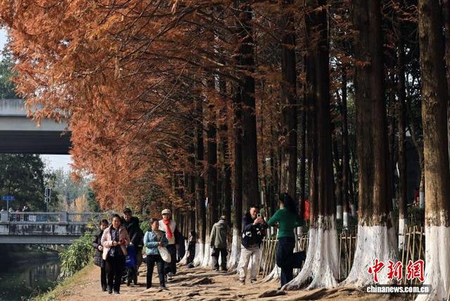成都升仙湖公园水杉林染“红妆”引游人