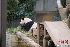 韩国爱宝乐园双胞胎大熊猫幼崽4日起与游客见面图片
