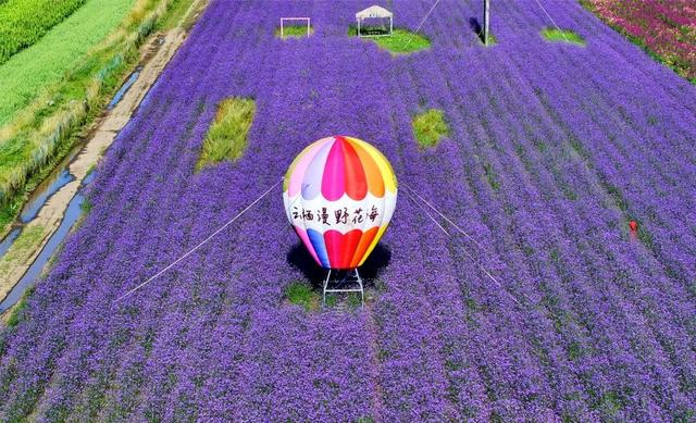 学习强国 | 河北张北：花色斑斓耀山岭