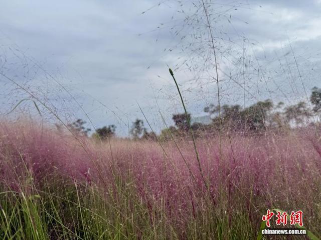 成都玉石湿地公园粉黛乱子草初绽 如云似纱引游客