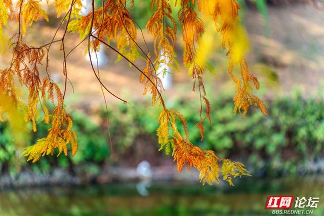 穿过林影与水光，走进长沙圭塘河的暖冬图景