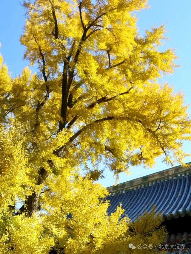 金色瀑布！北京这些千年古银杏正在最佳观赏期！