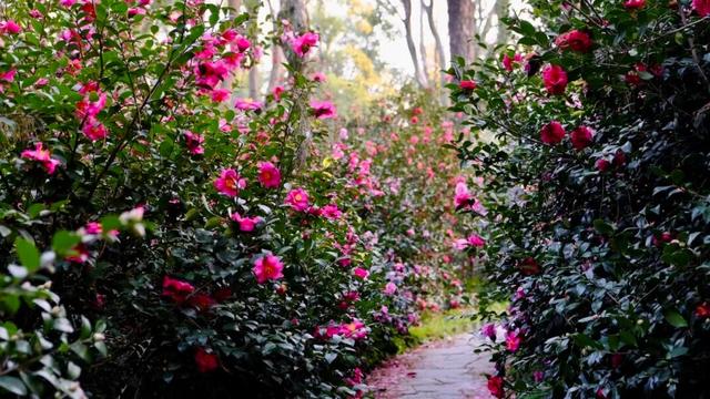 闭眼出片！武汉植物园茶梅进入最佳观赏期 这份浪漫攻略请收好