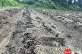 问政海南｜海口一湿地公园排水冲淹附近成片草莓 施工单位：会与农户商谈后续问题图片