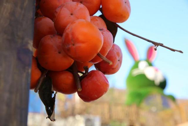 “巨兔”惊现里口山！环翠区小山村添新景