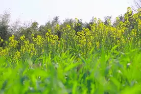 油菜花盛开！养蜂人在金山这里“扎营驻地”酝酿“甜蜜事业”图片