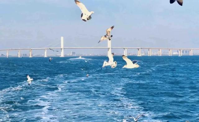 最低19.9元可赏胶州湾三重景！青岛两条“海上穿桥”航线今日首航