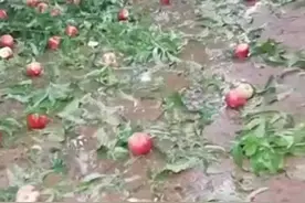 大旱中突降冰雹砸烂蜜桃，应对“暴晴暴雨、旱涝急转”也是课题图片
