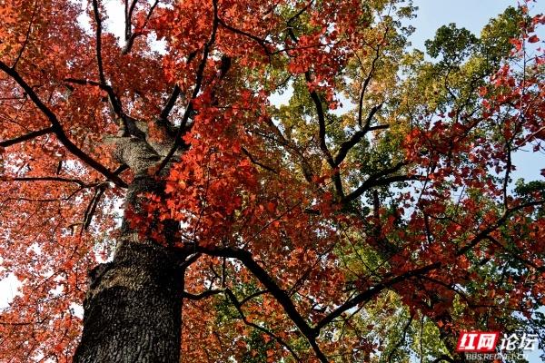 怀化中坡山，层林尽染的氧吧，市民天天逛、摄影家追着拍