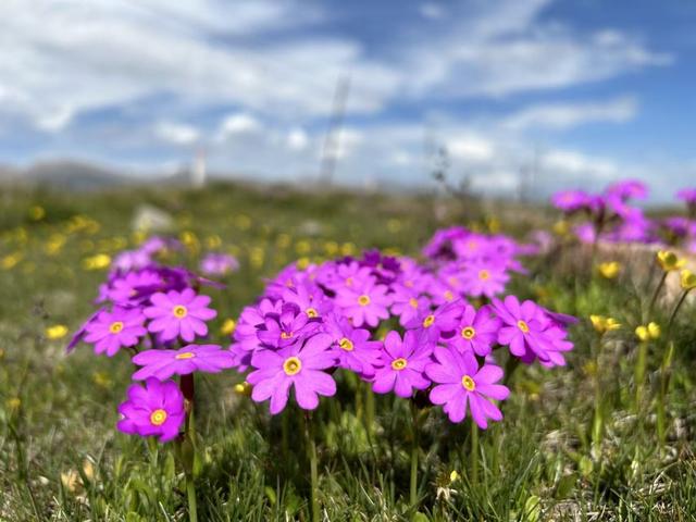 藏族少年的‘西天取经’梦启程