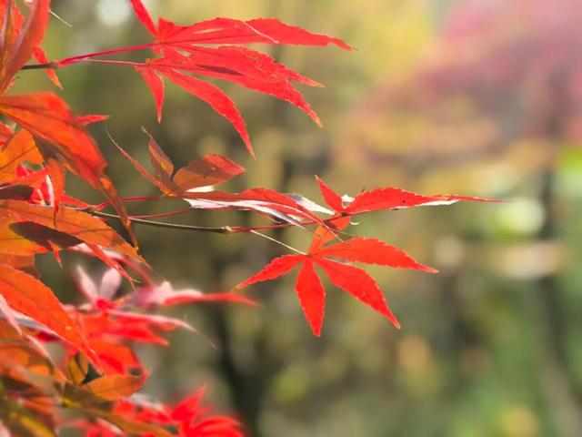 霜染丹枫！全州这个地方已进入观赏期~