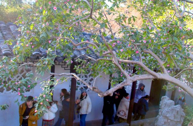 江苏苏州：古典园林沧浪亭古山茶花绽放