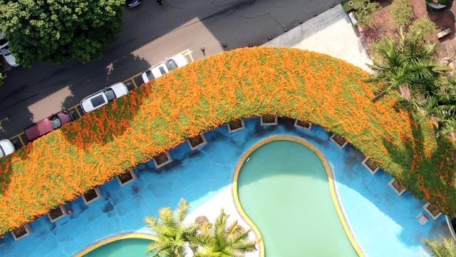 江门惊现“橙红瀑布”！马上解锁冬日限定→