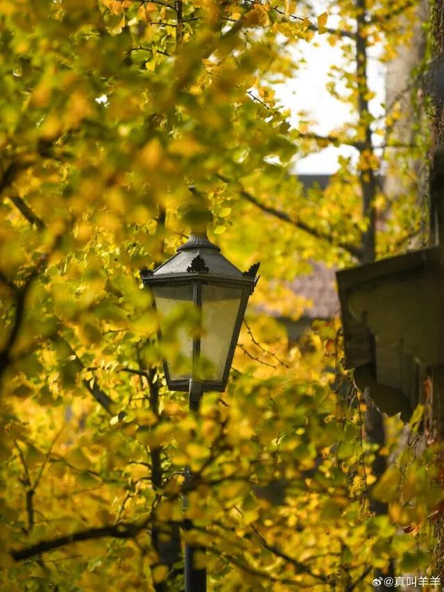 秦淮的银杏，悄悄黄了