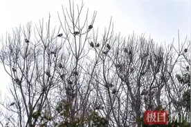 春早鸟先知，沙湖公园绘出“鸟类天堂”画卷图片