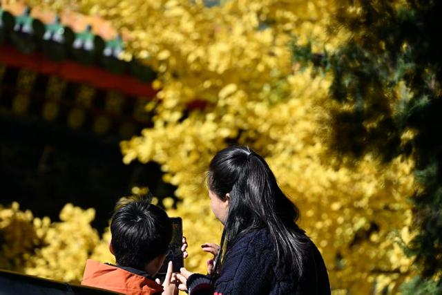 香山彩叶变色率已达75%-85%，这12处捡秋点位超出片