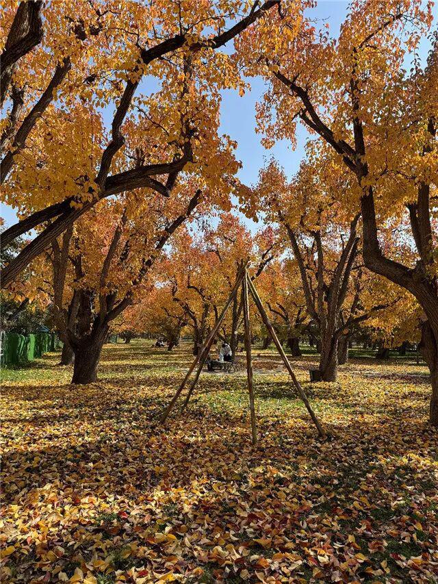 【文旅新地标】什川古梨园丨黄河河谷生态地标，田园文旅典范