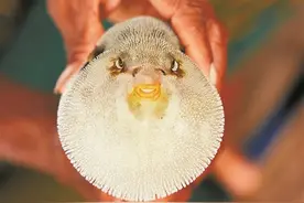 禁止擅自收购、加工、经营养殖河鲀活鱼！合肥将继续严查图片