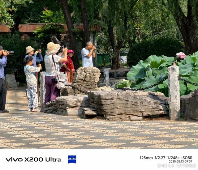 泉城公园并蒂莲花，我在记录