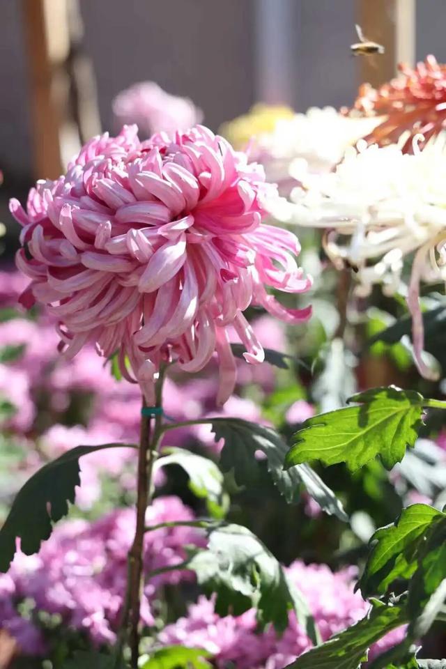 今日开幕！6000余盆菊花绽放，就在海淀这个公园——