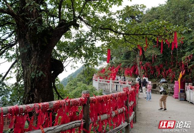 湘粤交界的绿宝石，探秘莽山国家森林公园的自然传奇