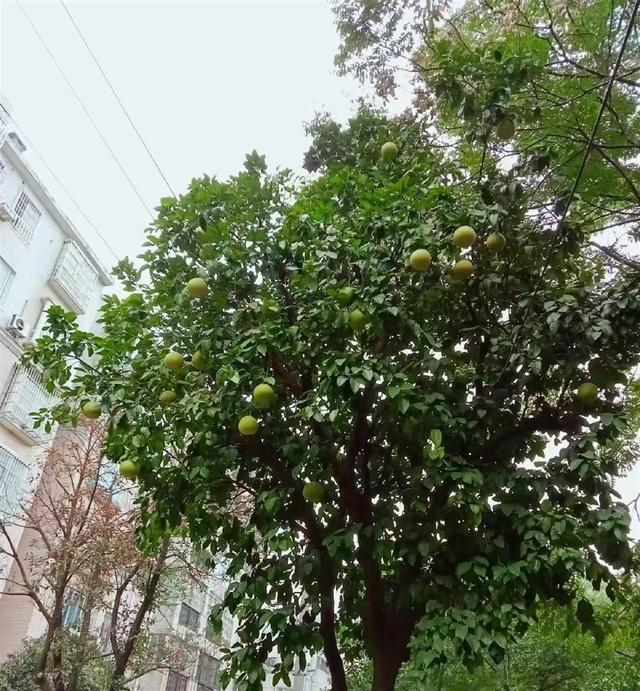 深秋公园枝头的果子是鸟儿和动物的冬粮，游客可观赏不可采摘食用