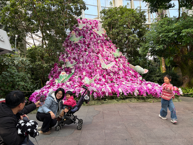 3000株蝴蝶兰凑在一起干什么？世界花卉大观园新春游园会等你来