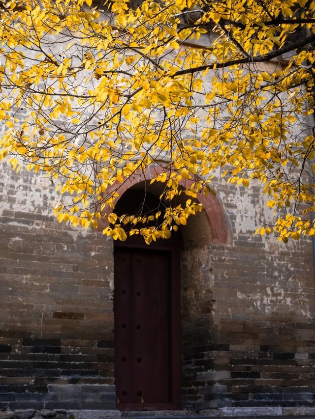 周末走起！济南有处“私藏秘境”：二重金色，千年之约！古银杏树+古刹，美出静谧诗意~~