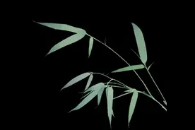 节假日中医特色门诊上线了，让看病更方便图片