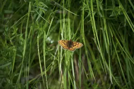 树叶上的蝴蝶图片