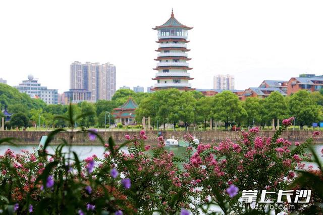 烈士公园：紫薇花绽放开出热烈和浪漫