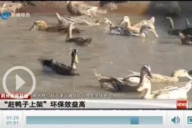 江陵：“赶鸭子上架”环保效益高图片