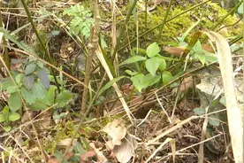 无序采挖乱象多！舟山市民呼吁：请不要破坏！图片