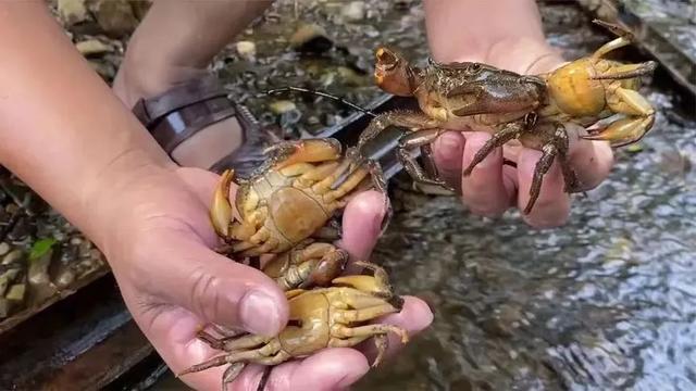 宿迁骆马湖钟吾游乐城大型螃蟹乐园国际童玩节开园啦！国庆期间全城免费送票！