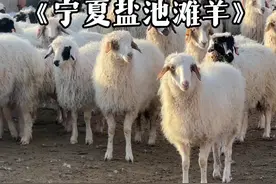 宁夏盐池滩羊：鲜而不膻 名“羊”天下图片