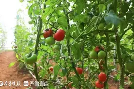 岱岳区黄前镇：大棚里结出致富果，小番茄干出大“柿”业图片