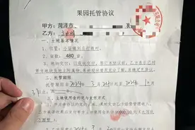 果农在菏泽承包果园“不懂销售” 两万斤秋月梨滞销图片